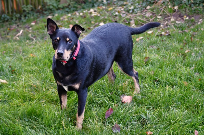 liebster Pedro sucht sein Zuhause für Immer