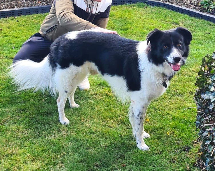 DRINGEND:  Willow in 86899 Landsberg sucht sein Zuhause