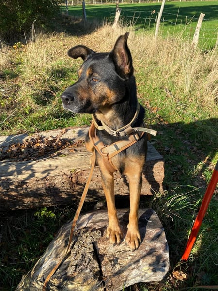 MELLOW - wunderschöne Hündin sucht klare Regeln und Struktur