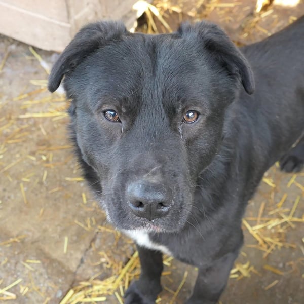 Malio sucht sein Für-immer Zuhause