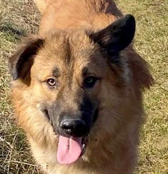 Grizzly sucht noch sein Zuhause