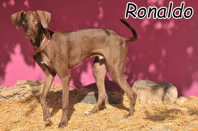 Darf Ronaldo teil Ihres Familienlebens werden?