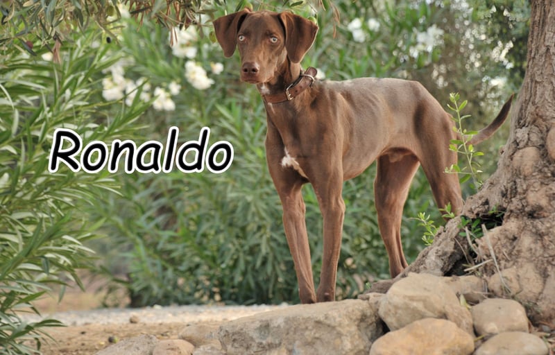 Zeigen Sie Ronaldo wie schön das Leben, in einen liebevollen Zuhause, sein kann?