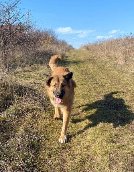 Grizzly sucht noch sein Zuhause