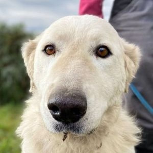 ZUZA ist traurig, wer tröstet sie?