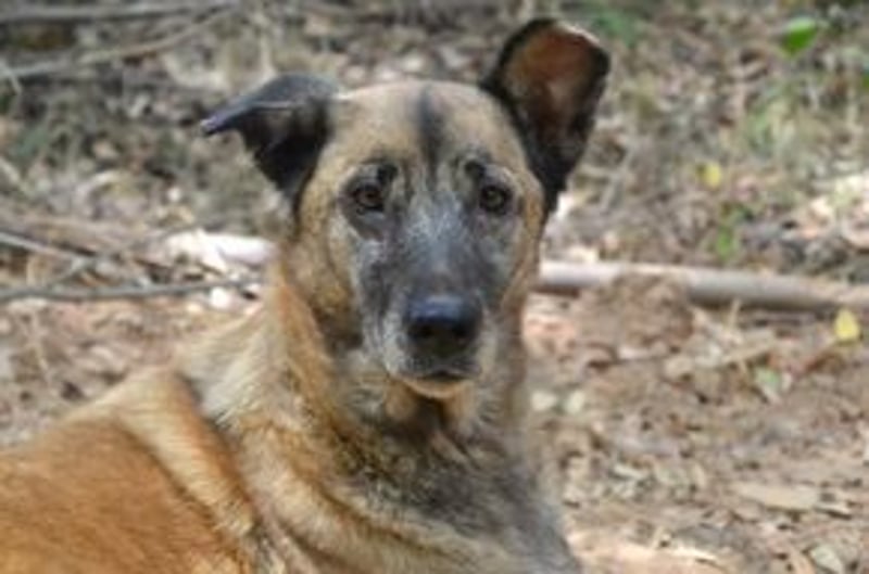 Tanija, eine von vier Hunden, die dringend ein neues Zuhause benötigen