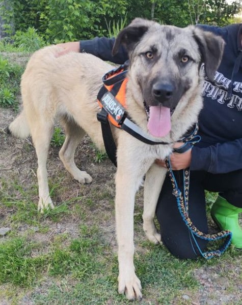 YOMA❤️liebenswertes und GROSS-artiges HSH-MIX-Hundemädchen