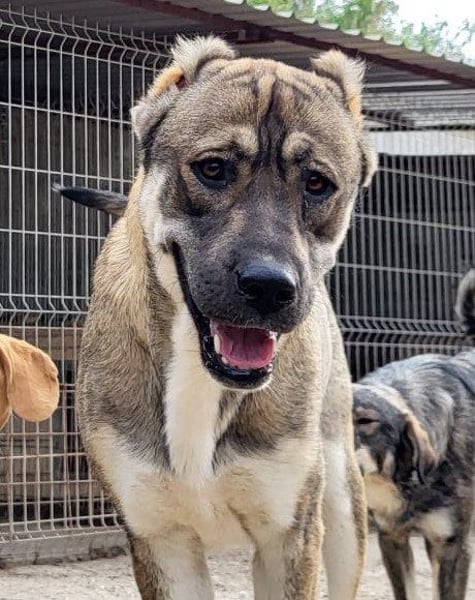 LOTTIE❤️HSH-Mix-Hündin: eine wahre Frohnatur und treue Begleiterin