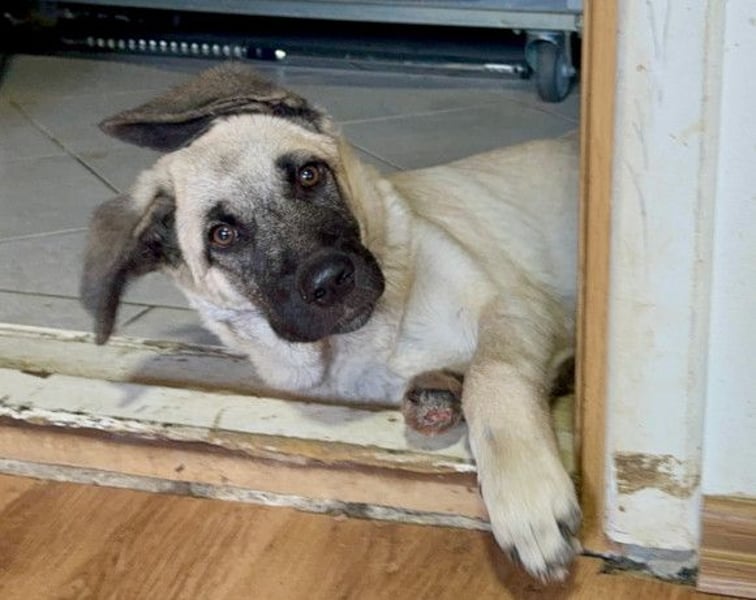 Tapfere Handicap-LULU❤️ HSH-Mix-Mädel sucht dringend ein liebevolles Zuhause!