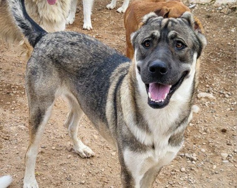 LOTTIE❤️HSH-Mix-Hündin: eine wahre Frohnatur und treue Begleiterin