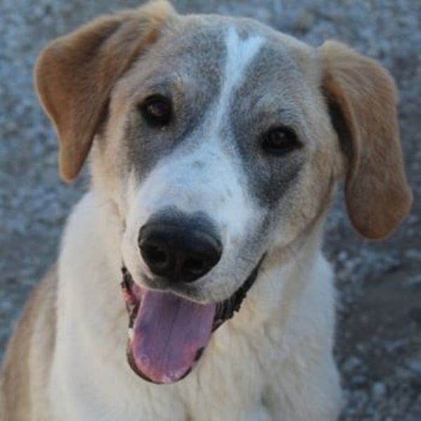 Jätti, geb. ca. 03/2025, lebt in GRIECHENLAND, im städt. Tierheim Serres