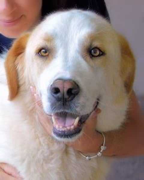 Roddie - Sein treuer Blick spricht Bände