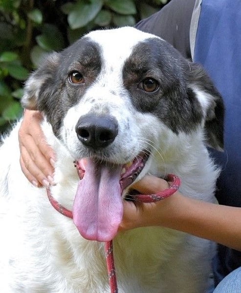 Archie - Die Hoffnung stirbt zuletzt