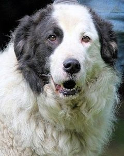 Mathis - mit dem treuen Blick
