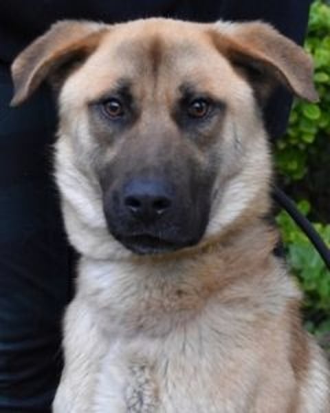 Anthaniel - Rohdiamant verschenkt sein Herz