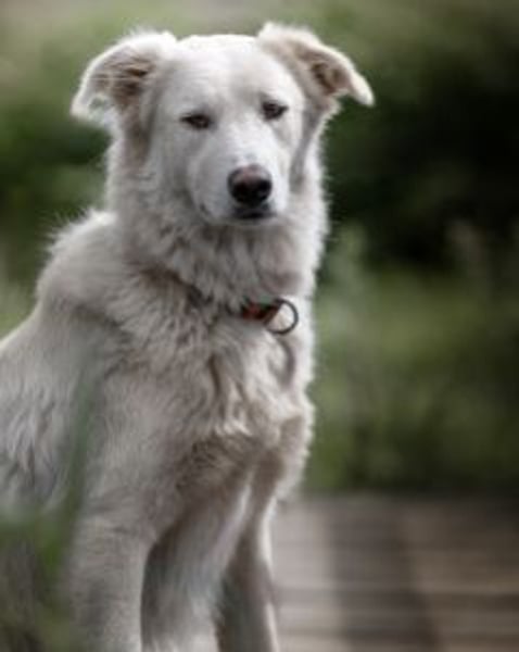 Tennison - Fellknäuel sucht dringend großes Körbchen