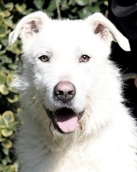 Ozlo - Riesenbaby sucht Freund fürs restliche Leben