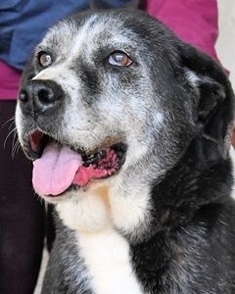 Annetta - NOTFALL - Seniorin braucht ganz dringend unsere Hilfe