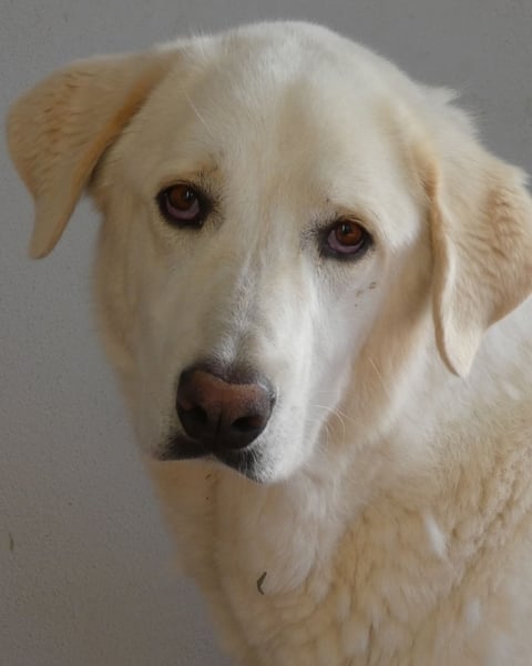 Clara - Wenn du es uns doch erzählen könntest