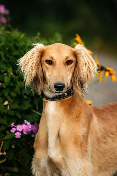 Sanfter Taymuraz sucht seine Familie