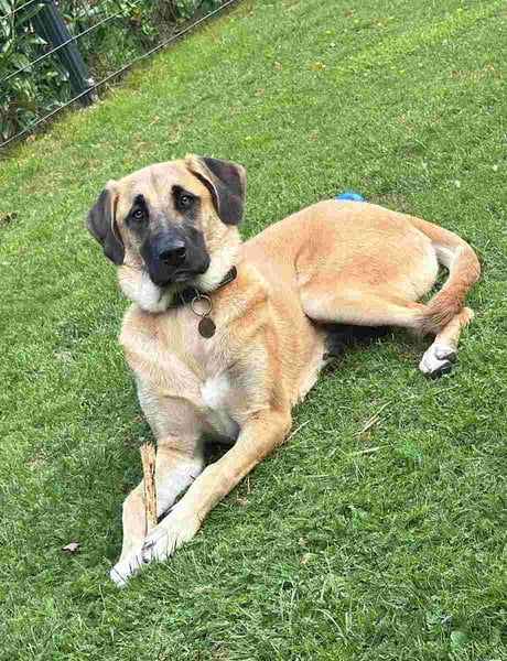 ⭐️MOOSE⭐️, Hündin, 1 Jahr, 67 cm, Mischling, Tierschutz