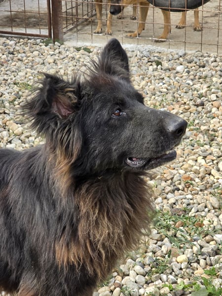 CAIUS - großer Hund, großes Herz