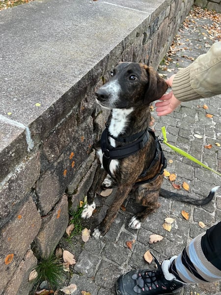 eleganter, entspannter Jungrüde, 6 Mo. (Tierschutz)