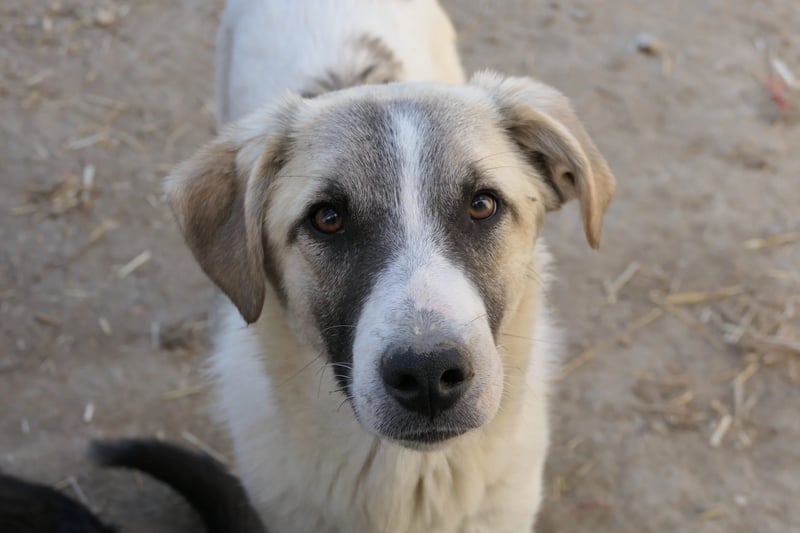 Hagrid - hübscher sensibler Junghund