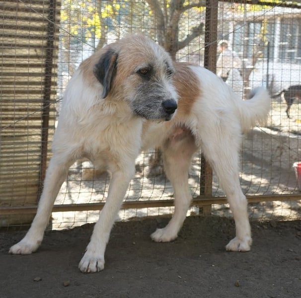 Maylo, geb. ca. 06/2022, lebt in GRIECHENLAND, auf einer privaten Pflegestelle