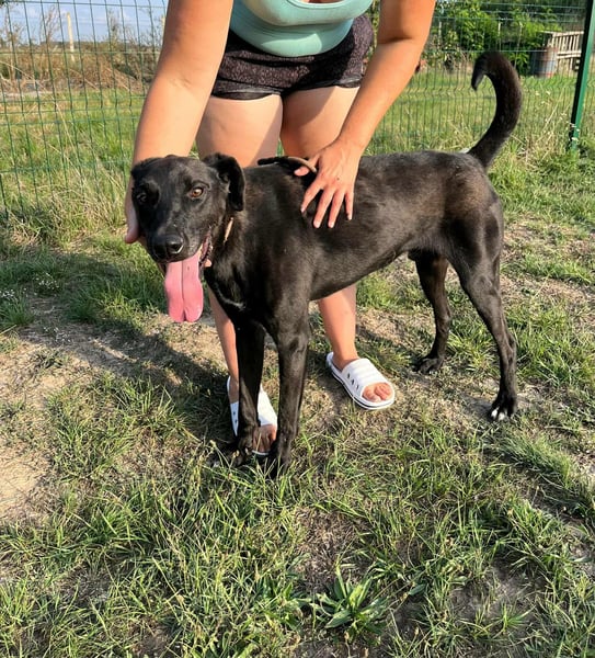 Joey, geboren 02.08.2020, 68cm sucht sein Körbchen