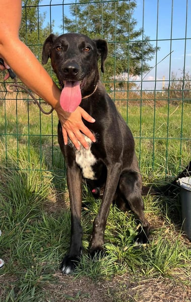Joey, geboren 02.08.2020, 68cm sucht sein Körbchen