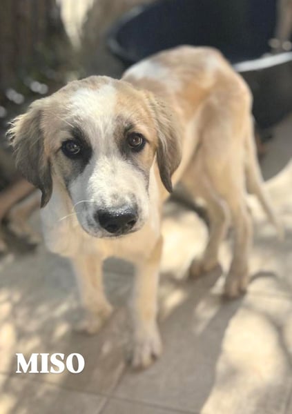 Miso - der Sonnenschein auf vier Pfoten ist bereit für sein Für-immer-Zuhause