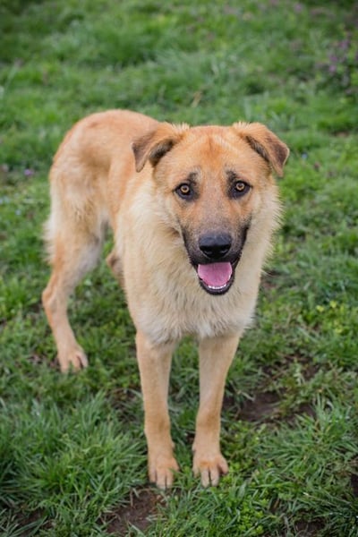 THOMAS - der aktive und verspielte, liebe Hundemann sucht ein tolles Zuhause
