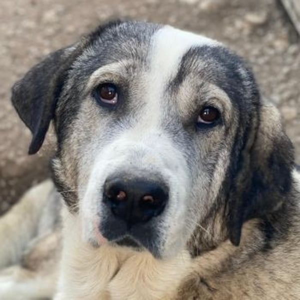 Torac, geb. ca. 08/2023, lebt in GRIECHENLAND, im städt. Tierheim Serres