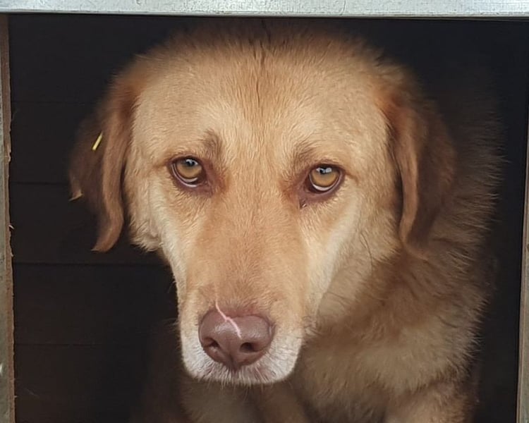 ♥JANNI♥ sehr hübscher, ganz lieber, noch unsicherer Rüde 61 cm