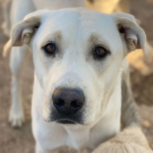 Miguel, geb. ca. 08/2024, lebt in GRIECHENLAND, im städt. Tierheim Serres