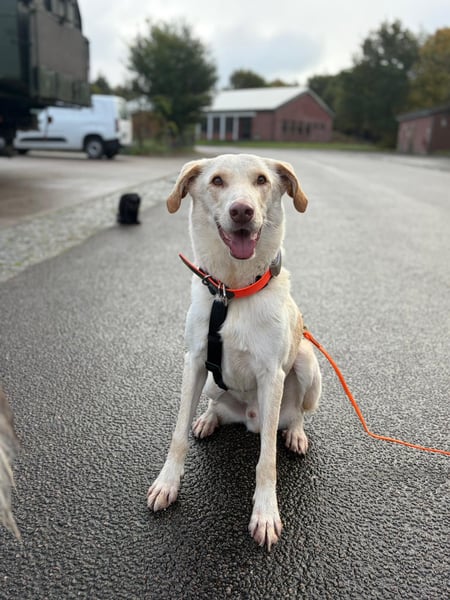 Yanis - entspannter Rüde wartet in 25923 Süderlügum