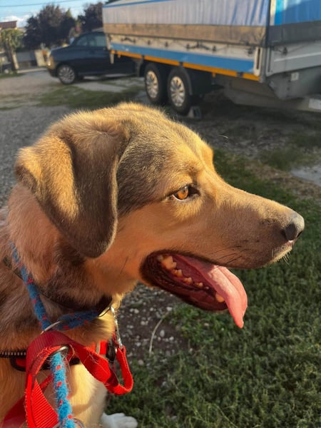 Romeo wünscht sich ein für immer Zuhause