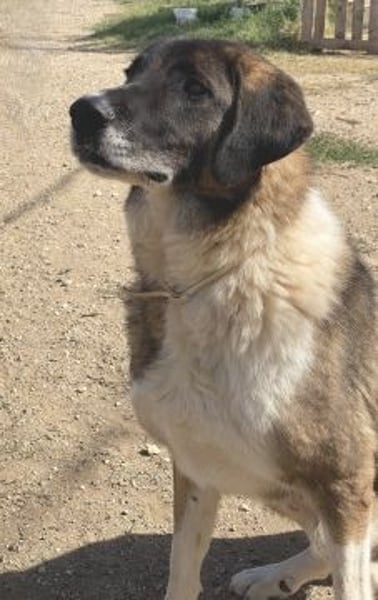 * Handicap* Bo, sanfte Seele