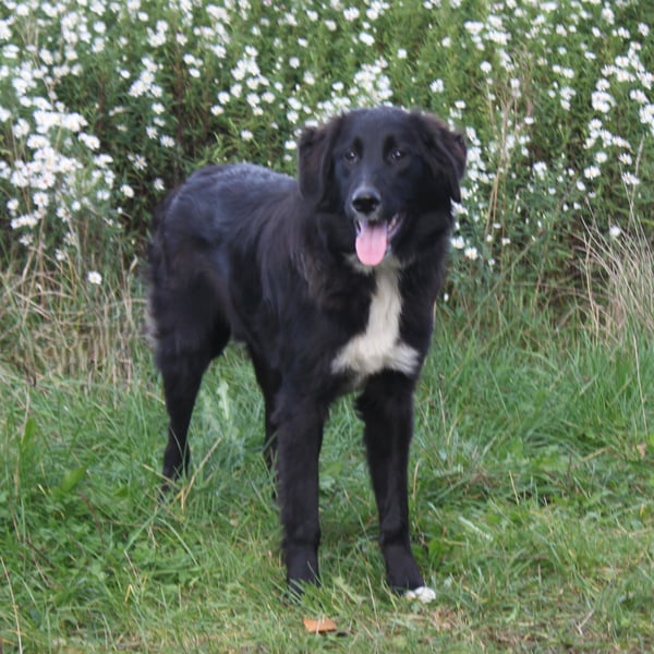 Lilly - Familienglück gesucht
