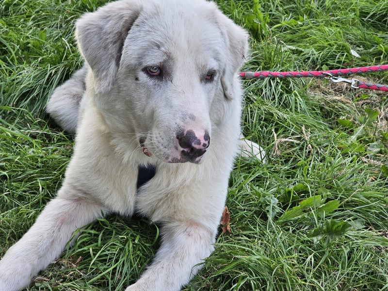 Hund Rüde super lieb Tierschutz