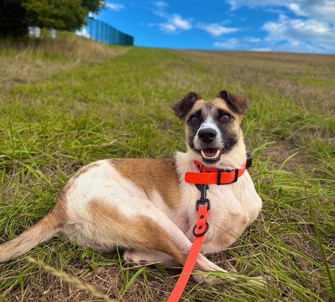 Kisakye- lebensfrohe Traumhündin