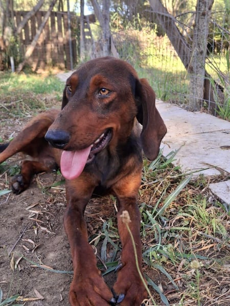 Hund Rüde klein Tierschutz