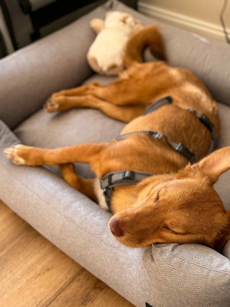 Zarte Kathi sucht ihre Menschen