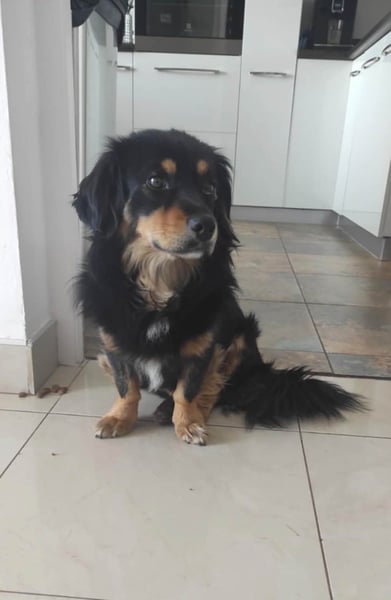 Knuffiger Rexo möchte geliebt werden