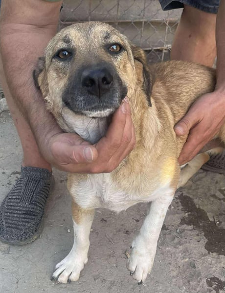 Luce – Junghund mit Traumcharacter