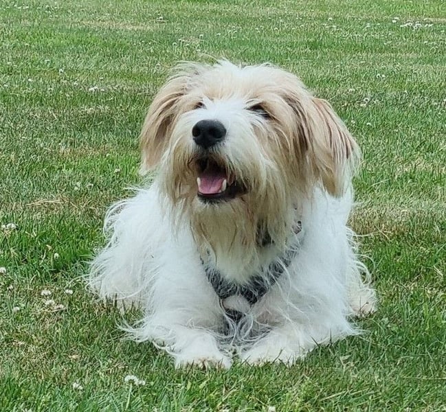 Theo von kettenlos (auf Pflegestelle in NRW)