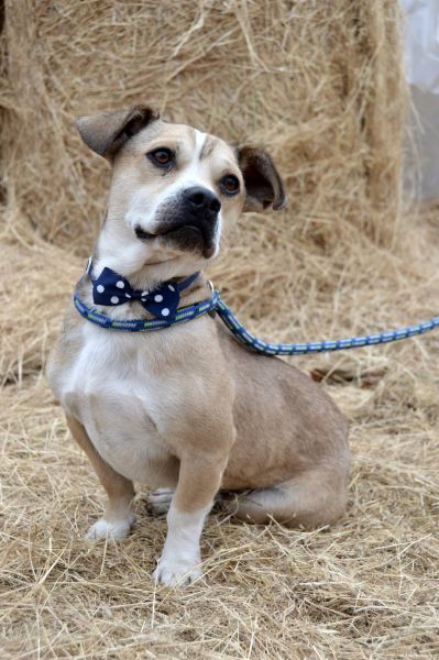 Pannon Peti von kettenlos