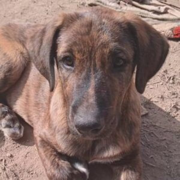ARGOS-liebt die Nähe und die Zuneigung des Menschen