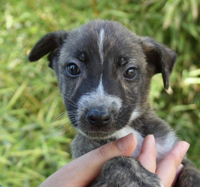BRÖSEL - auf der Suche nach seiner liebevollen "Für-immer-Familie"